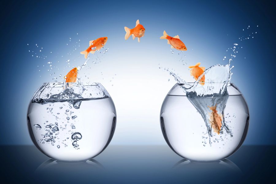 goldfische